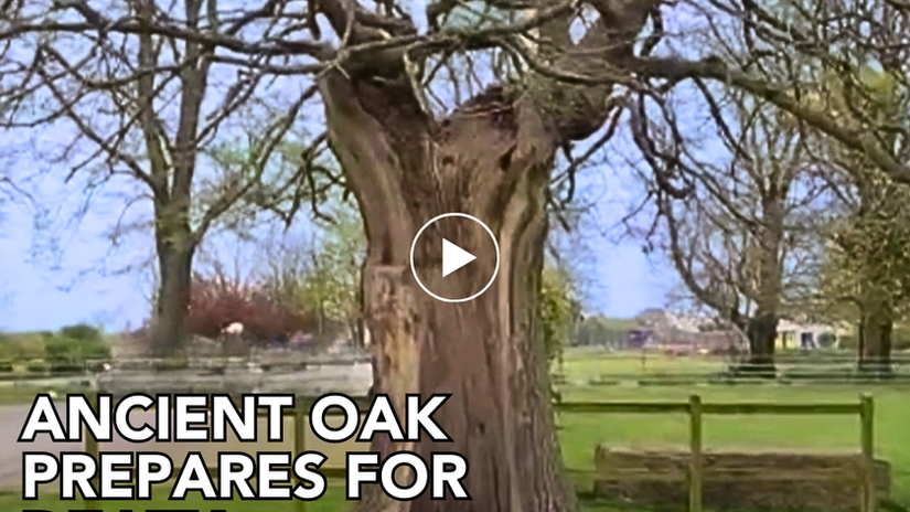 Ancient Oak prepares for death